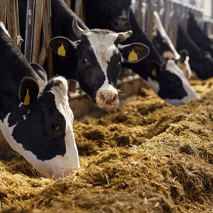 Organic Cattle Feed – 50kg Bag