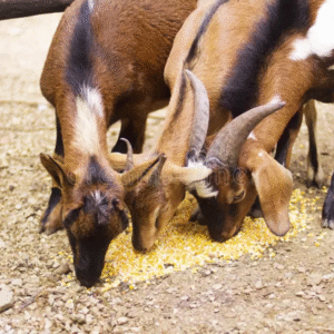 Complete Goat Feed – 50kg Bag