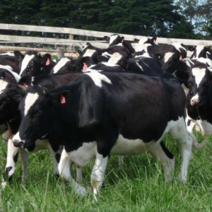 Live Cattle – Bulk Orders Available