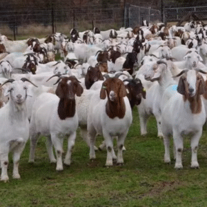 Live Goats