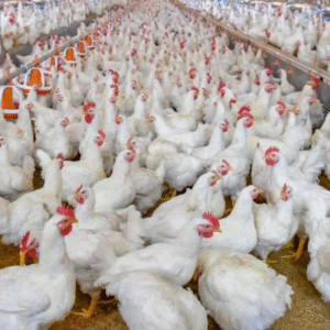 Poultry (Broilers | Layers | Turkeys)
